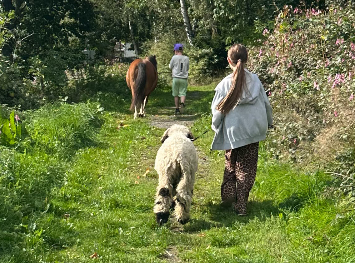 Junge geht mit Pferd spazieren, Mädchen mit einem Schwarznasenschaf